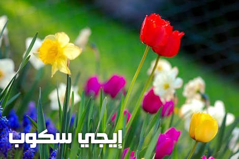 صور شم النسيم 2017 للفيس بوك